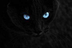 cat, Selective Coloring, Animals, Blue Eyes, Black Cats