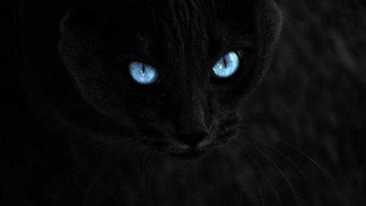 cat, Selective Coloring, Animals, Blue Eyes, Black Cats HD Wallpaper Desktop Background