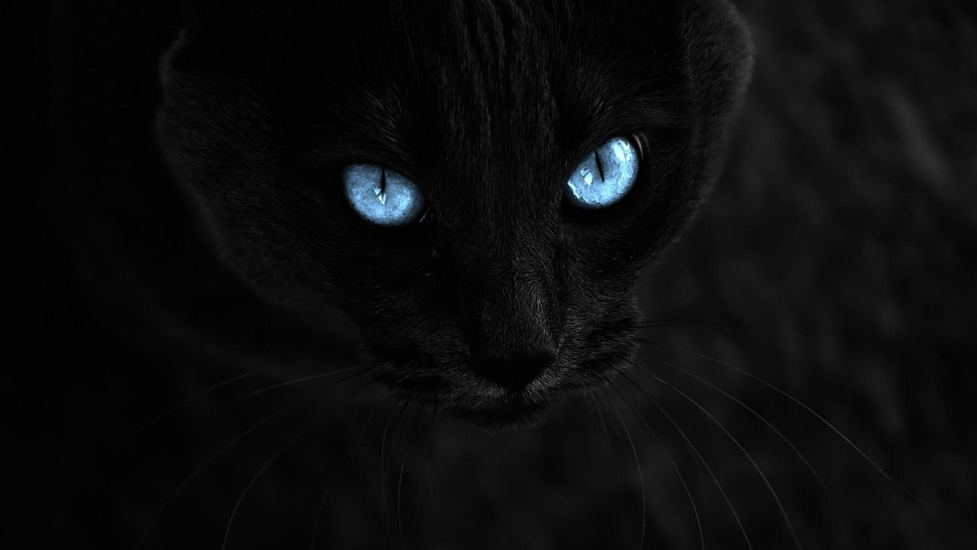 cat, Selective Coloring, Animals, Blue Eyes, Black Cats Wallpaper