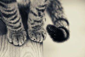 cat, Tail, Paws, Wooden Surface, Monochrome, Animals