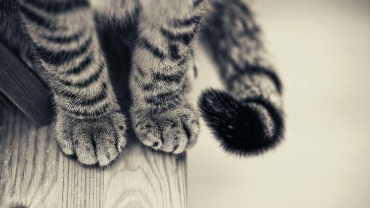 cat, Tail, Paws, Wooden Surface, Monochrome, Animals HD Wallpaper Desktop Background