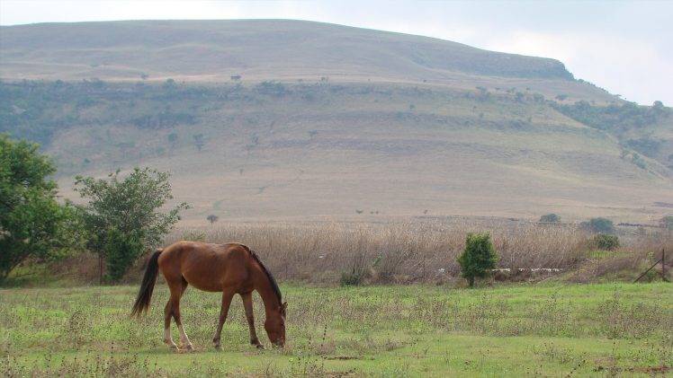 animals, Nature, Horse, Landscape HD Wallpaper Desktop Background