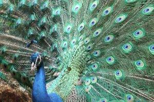 animals, Nature, Peacocks, Birds, Feathers