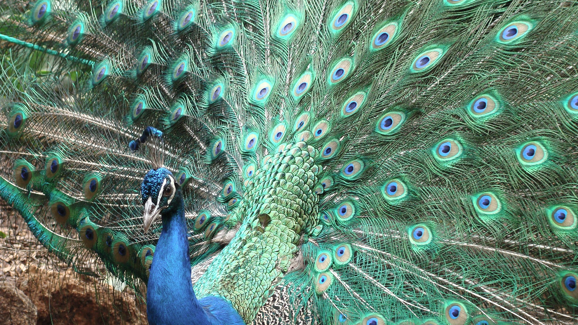 animals, Nature, Peacocks, Birds, Feathers Wallpaper