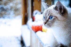 cat, Snow, Animals, Blue Eyes