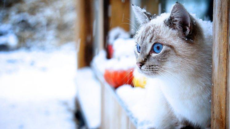 cat, Snow, Animals, Blue Eyes HD Wallpaper Desktop Background