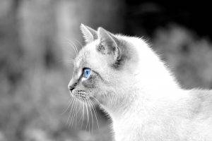 cat, Animals, Blue Eyes, Selective Coloring