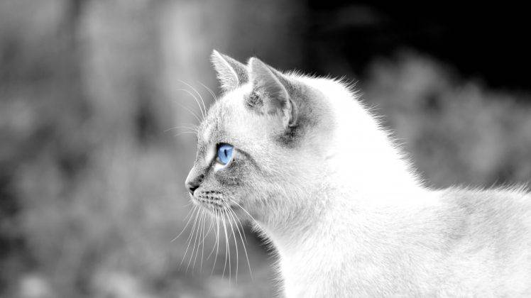 cat, Animals, Blue Eyes, Selective Coloring HD Wallpaper Desktop Background