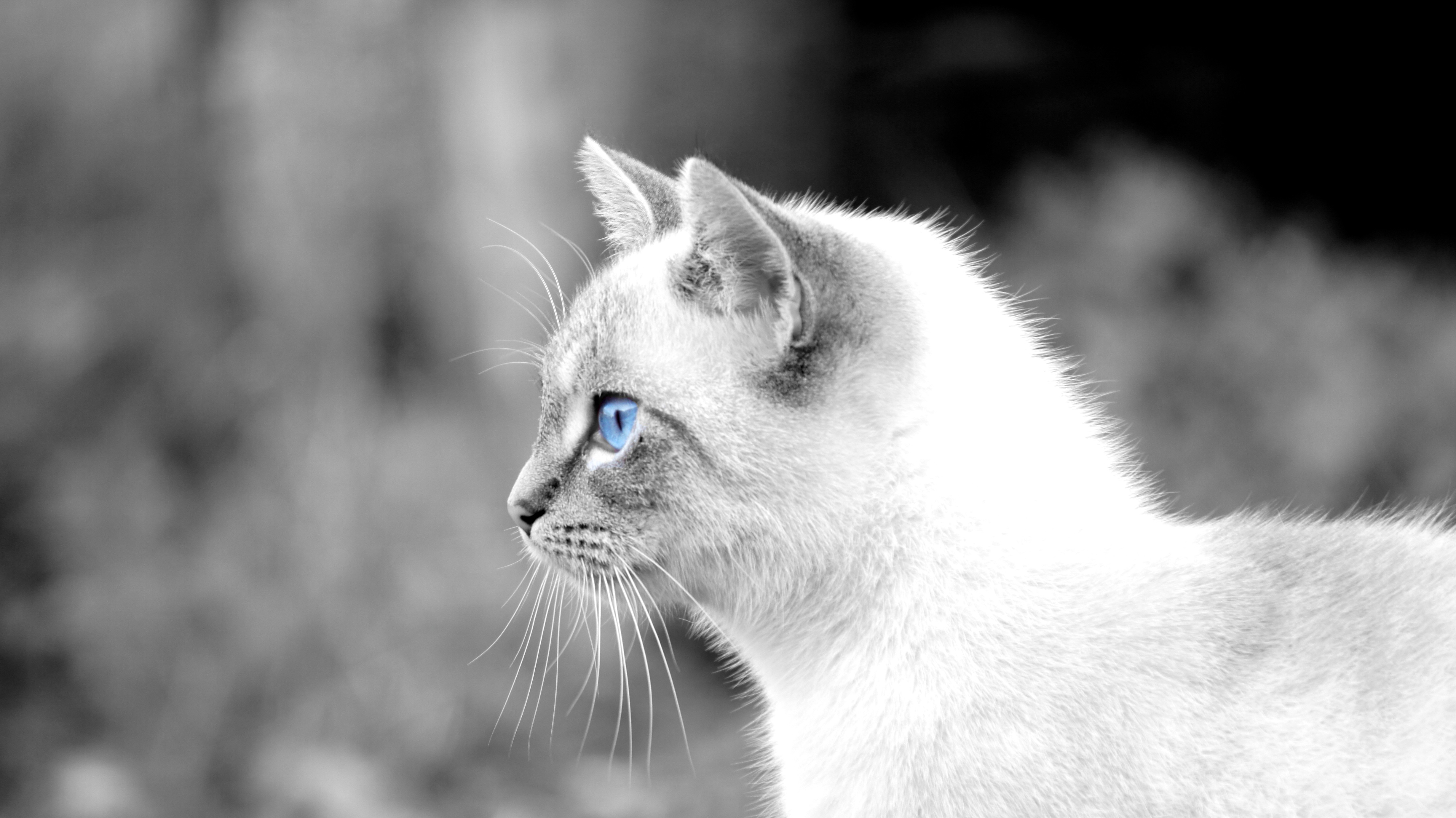 cat, Animals, Blue Eyes, Selective Coloring Wallpaper