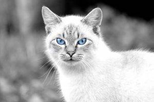 cat, Animals, Blue Eyes