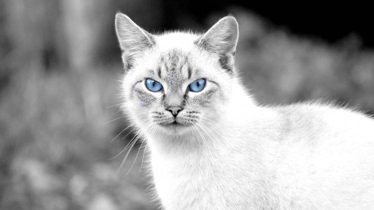 cat, Animals, Blue Eyes HD Wallpaper Desktop Background