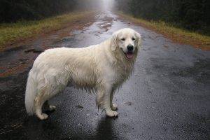street, Animals, Wet, Dog, Labrador Retriever