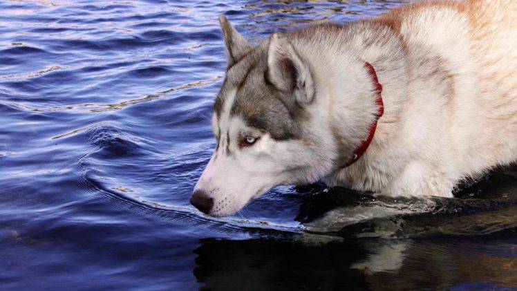 dog, Water Drops, Animals HD Wallpaper Desktop Background