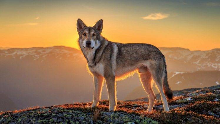 landscape, Sunset, Animals, Mountain, Wolf HD Wallpaper Desktop Background