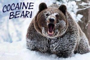 bears, Snow, Forest, Animals, Humor
