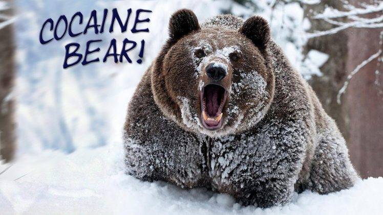 bears, Snow, Forest, Animals, Humor HD Wallpaper Desktop Background
