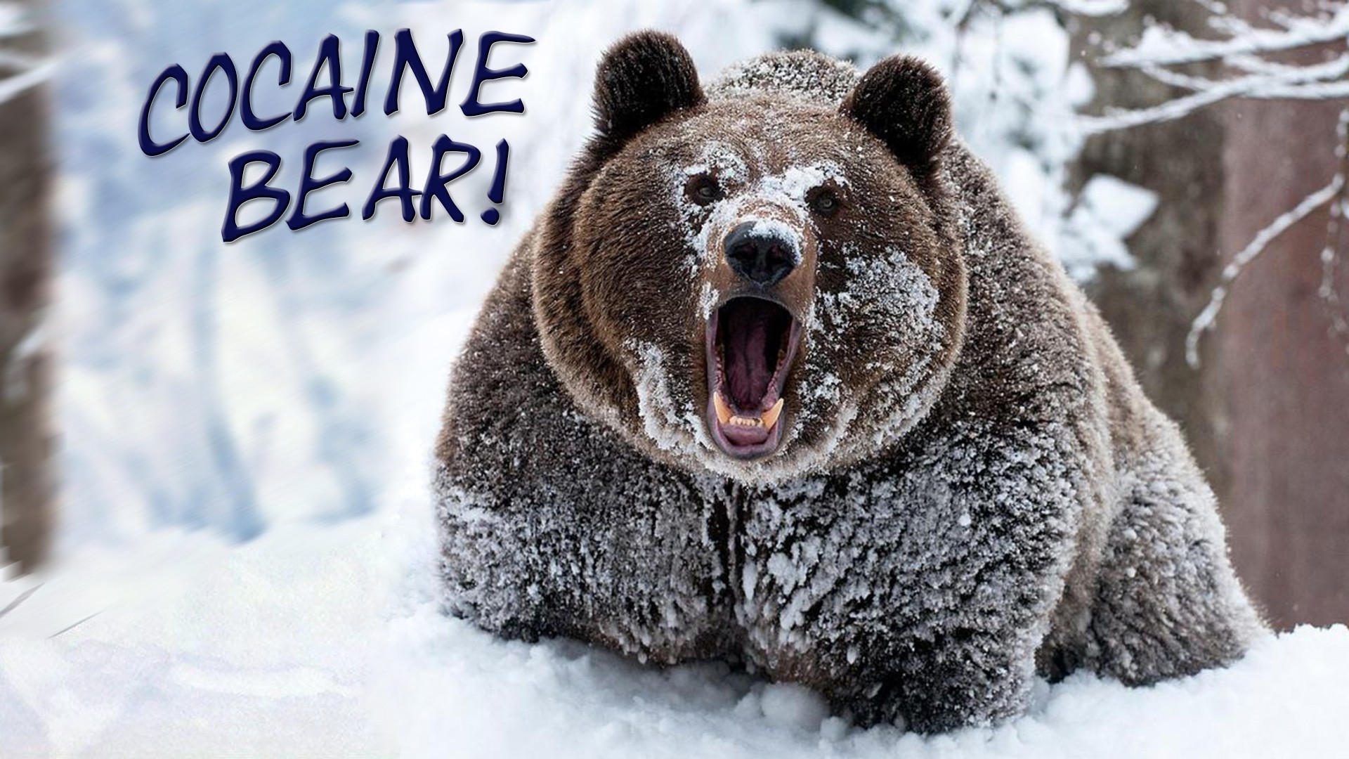 bears, Snow, Forest, Animals, Humor Wallpaper