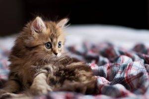 cat, Bed, Ben Torode, Animals, Fabric, Kittens