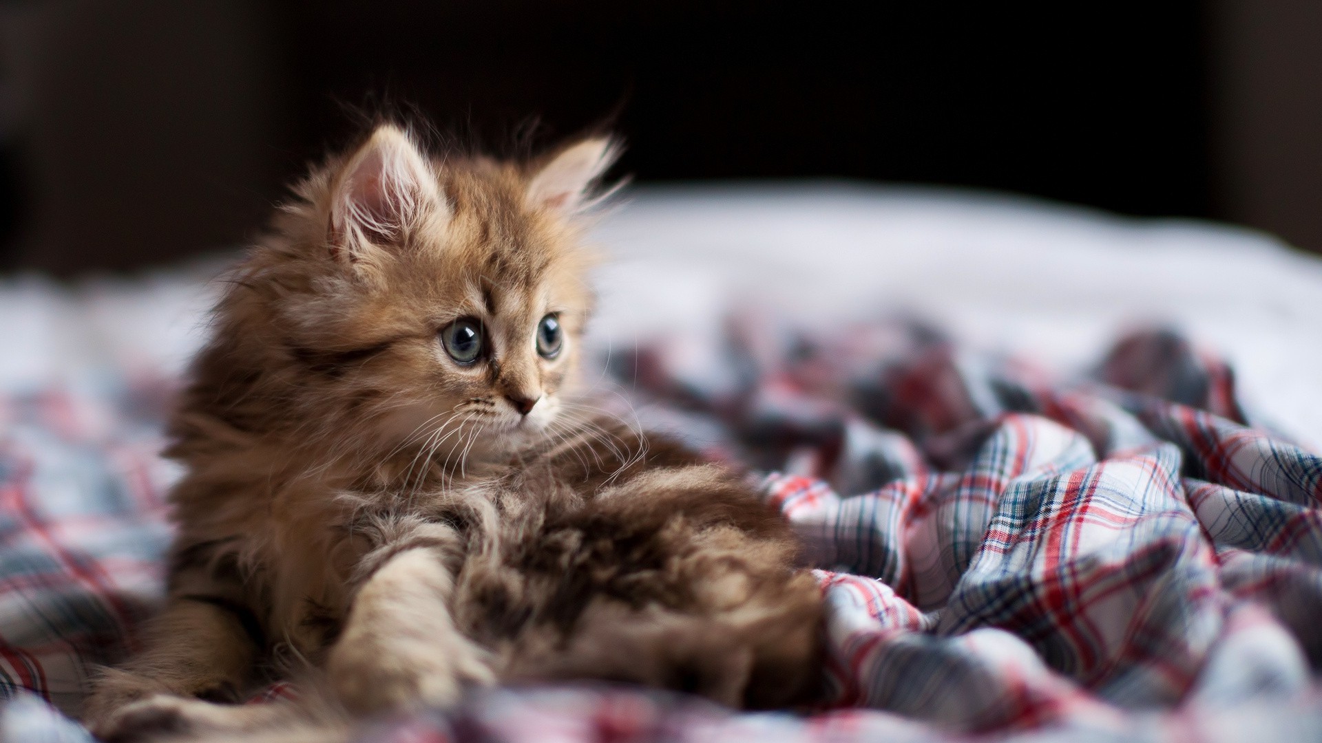 cat, Bed, Ben Torode, Animals, Fabric, Kittens Wallpaper