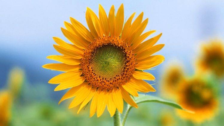 flowers, Sunflowers HD Wallpaper Desktop Background