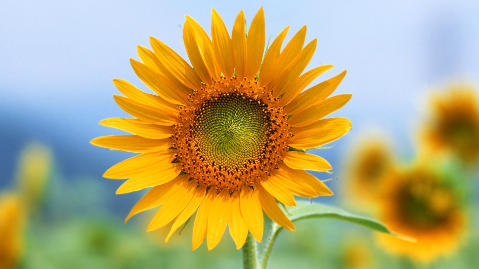 Download flowers, Sunflowers Wallpapers HD / Desktop and Mobile ...