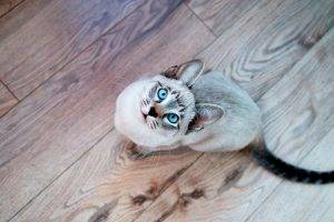 cat, Looking Up, Animals, Wooden Surface, Blue Eyes, Siamois Seal Tabby