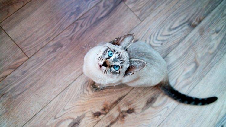 cat, Looking Up, Animals, Wooden Surface, Blue Eyes, Siamois Seal Tabby HD Wallpaper Desktop Background