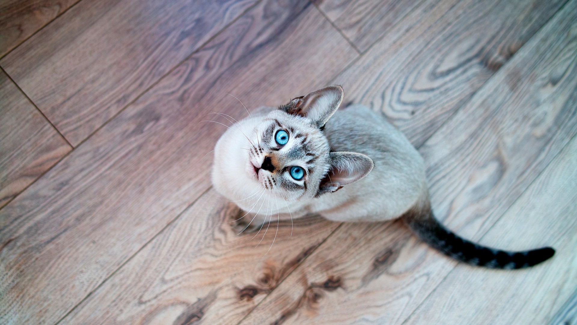 cat, Looking Up, Animals, Wooden Surface, Blue Eyes, Siamois Seal Tabby Wallpaper