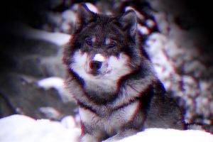 anaglyph 3D, Wolf