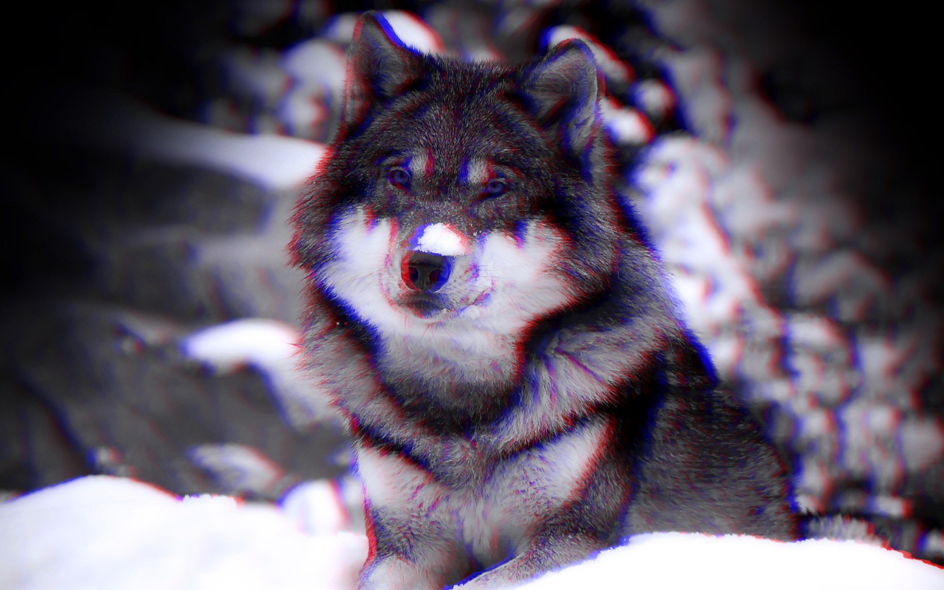 anaglyph 3D, Wolf Wallpapers HD / Desktop and Mobile Backgrounds