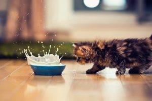 kittens, Ben Torode, Cat, Animals, Milk, Splashes