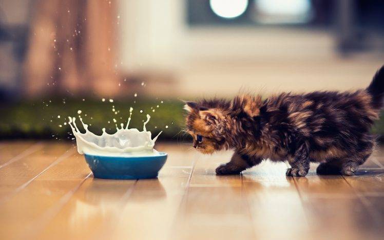 kittens, Ben Torode, Cat, Animals, Milk, Splashes HD Wallpaper Desktop Background