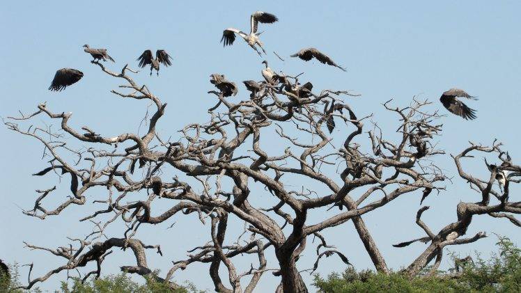 animals, Birds, Nature, Flying, Vultures HD Wallpaper Desktop Background