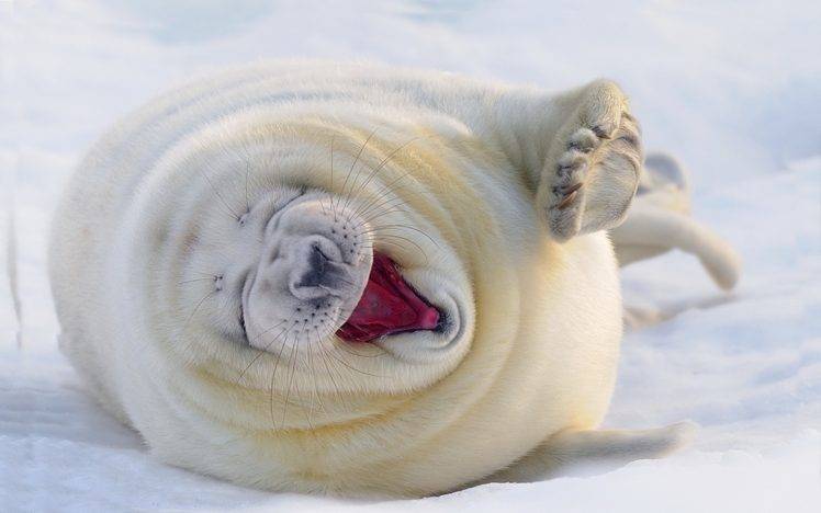 nature, Seals, Winter, Snow, Animals, Baby Animals HD Wallpaper Desktop Background