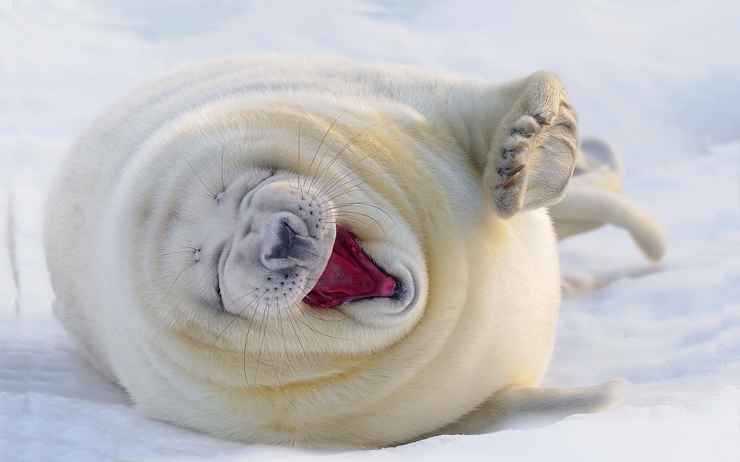 nature, Seals, Winter, Snow, Animals, Baby Animals Wallpaper