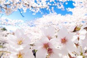 cherry Blossom, Japan, Clear Sky, Flowers, Nature