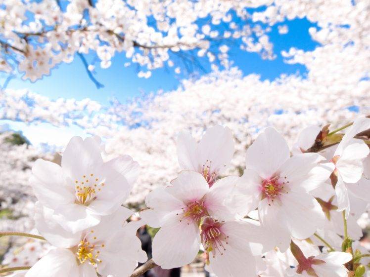 cherry Blossom, Japan, Clear Sky, Flowers, Nature HD Wallpaper Desktop Background