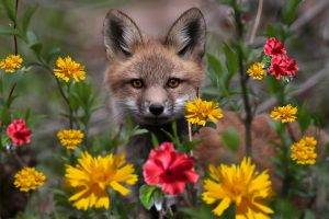 animals, Fox, Flowers