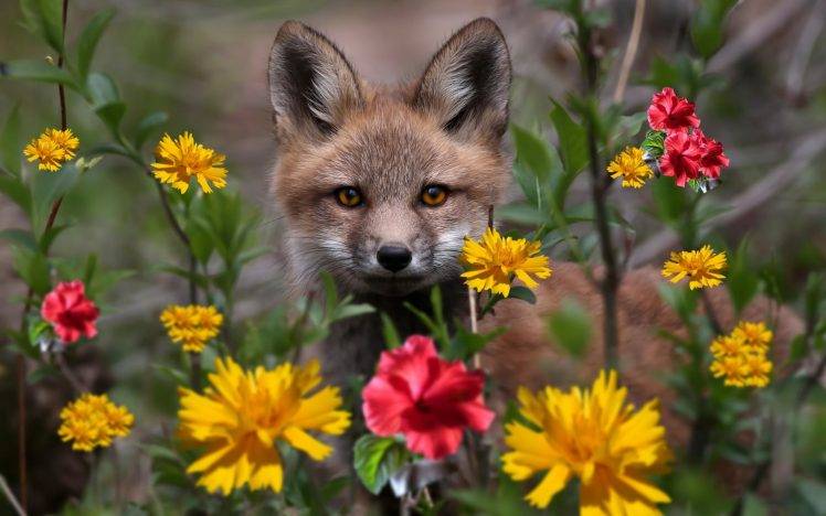 animals, Fox, Flowers HD Wallpaper Desktop Background