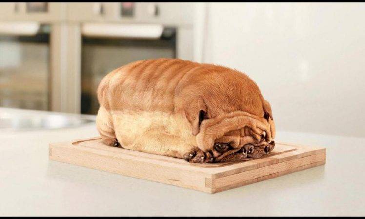 humor, Dog, Bread, Table HD Wallpaper Desktop Background