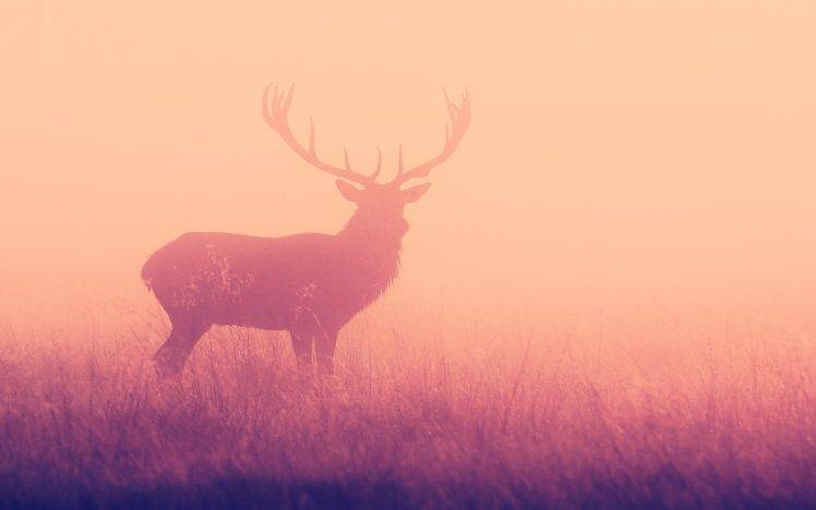 deer, Colorful, Yellow, Antlers, Animals HD Wallpaper Desktop Background