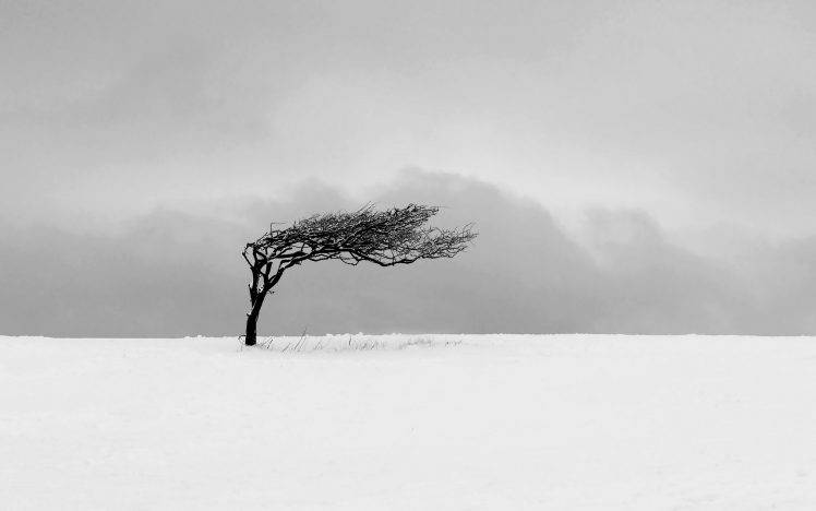 nature, Trees, Winter, Snow, Monochrome, Minimalism, Mist HD Wallpaper Desktop Background