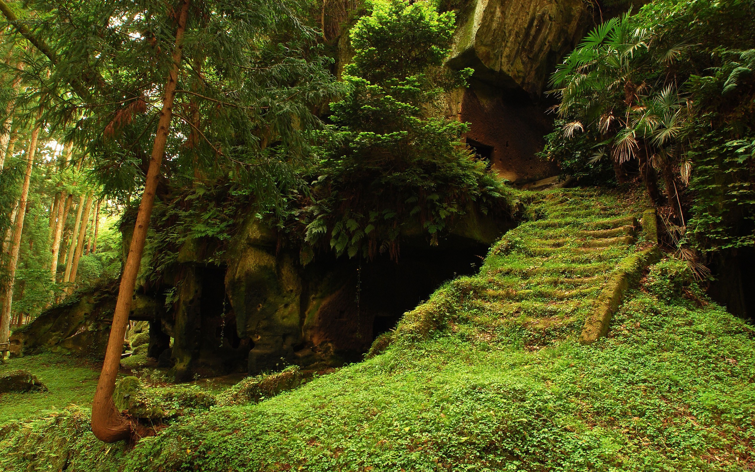 nature, Leaves, Trees, Forest, Rock, Stairs, Grass, Overgrown Wallpaper