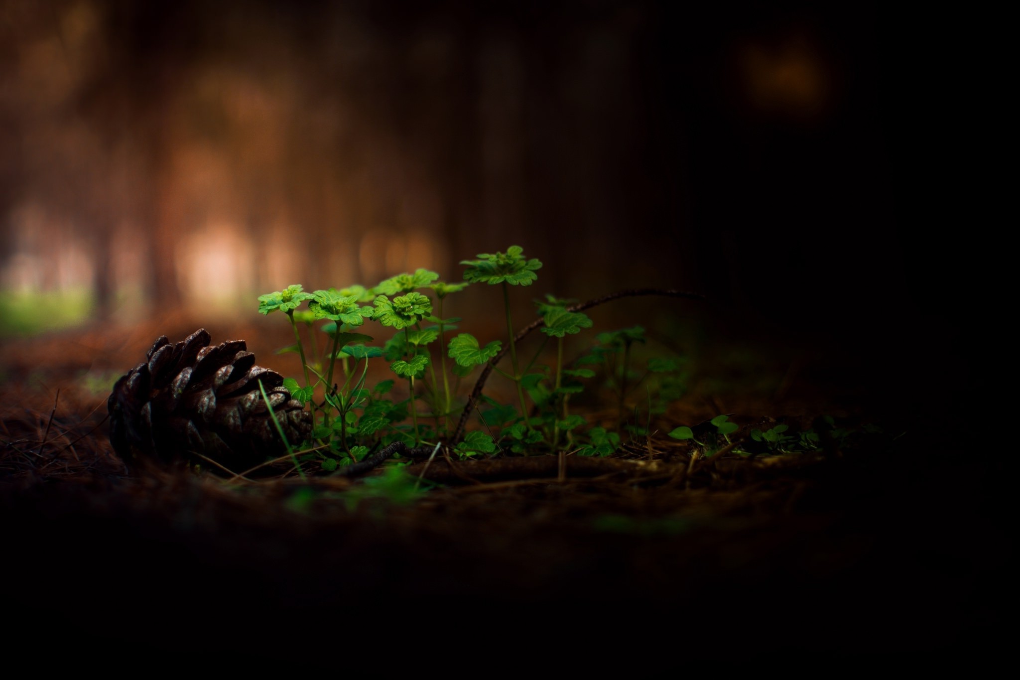 nature, Forest, Grass, Cones, Macro, Depth Of Field, Trees, Branch Wallpaper