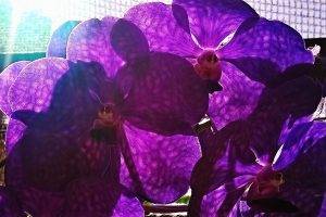 flowers, Nature, Orchids, Purple Flowers, Macro
