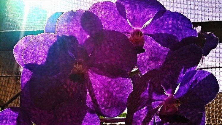 flowers, Nature, Orchids, Purple Flowers, Macro HD Wallpaper Desktop Background