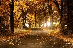 leaves, Trees, Forest, Road, Sunlight, Nature