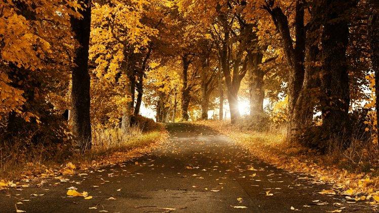 leaves, Trees, Forest, Road, Sunlight, Nature HD Wallpaper Desktop Background