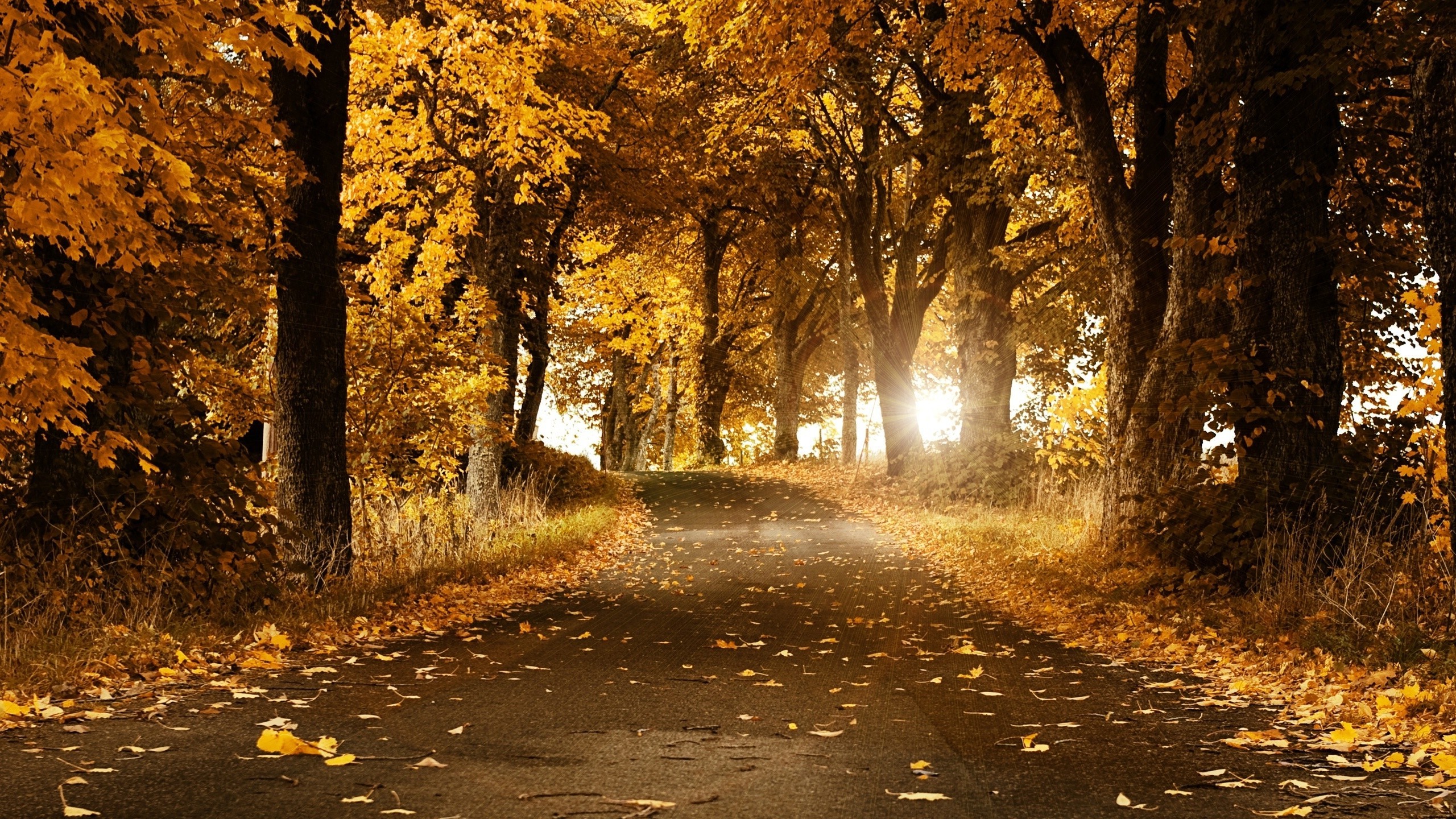 leaves, Trees, Forest, Road, Sunlight, Nature Wallpaper