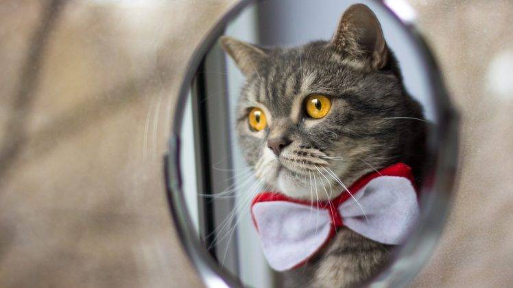 cat, Bowtie, Animals, Mirror HD Wallpaper Desktop Background